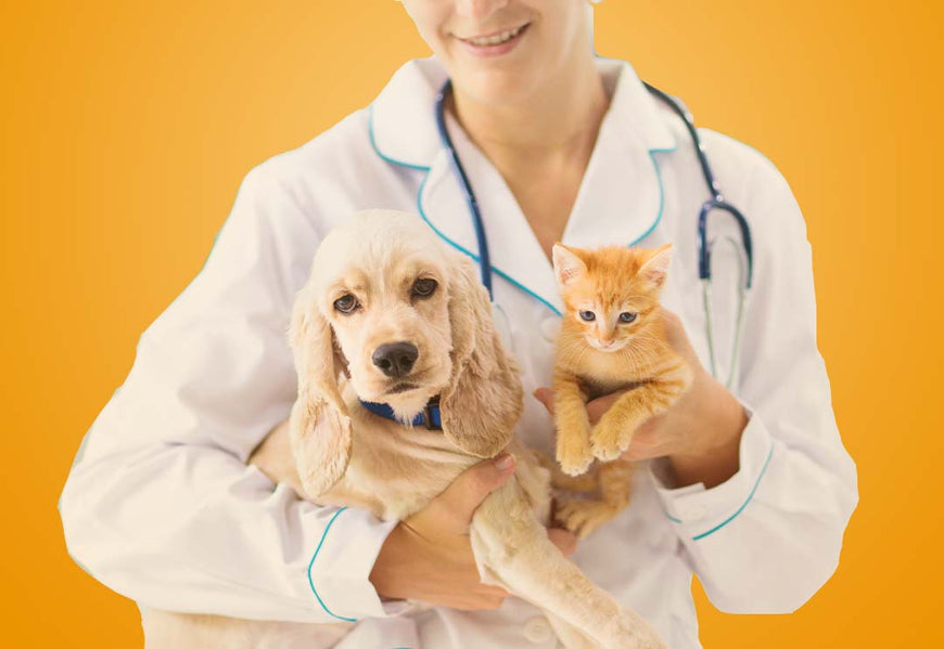 Dragon Medical Veterinary